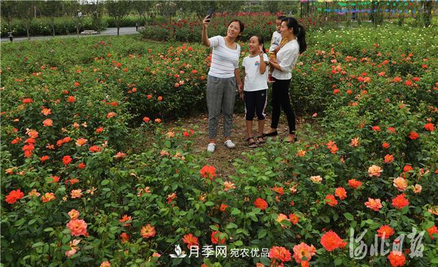 几款常见的园林景观苗木,配置在景观中很漂亮(图2) 几款常见的园林景观苗木,配置在景观中很漂亮(图2)