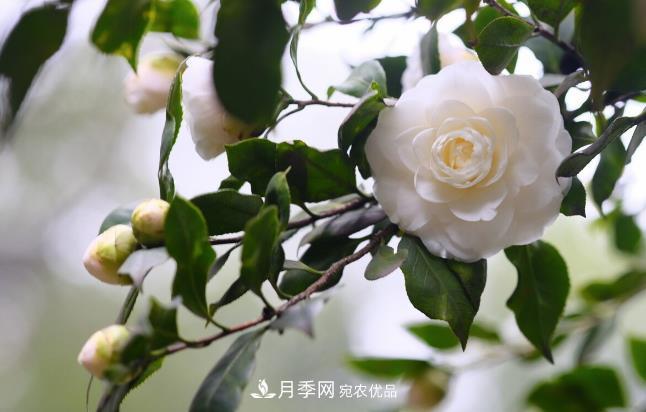 几款常见的园林景观苗木,配置在景观中很漂亮(图3) 几款常见的园林景观苗木,配置在景观中很漂亮(图3)