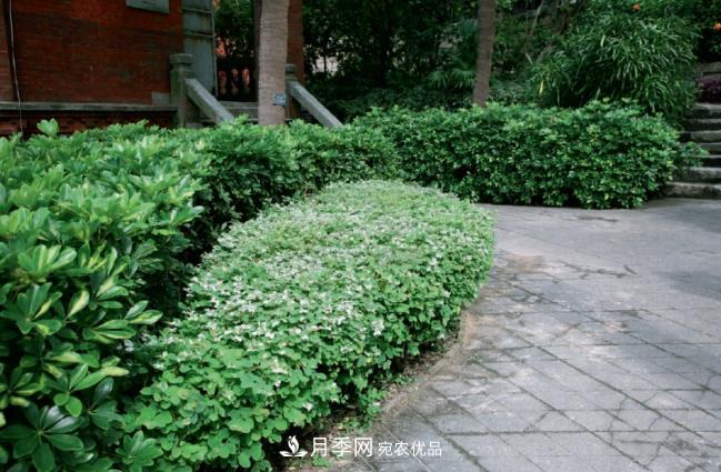 几款常见的园林景观苗木,配置在景观中很漂亮(图4) 几款常见的园林景观苗木,配置在景观中很漂亮(图4)