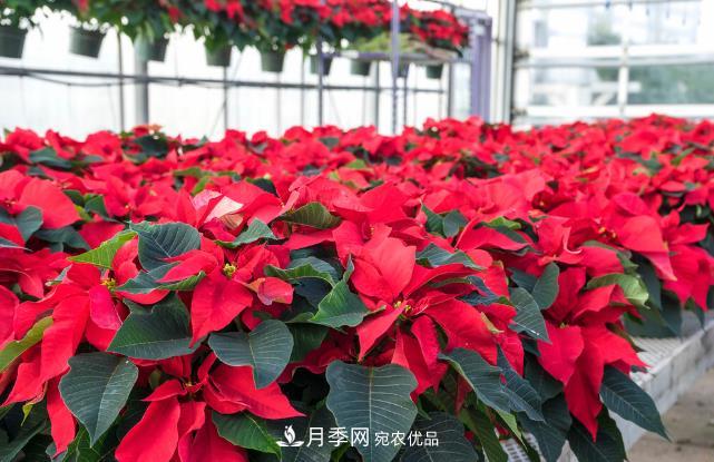 几款常见的园林景观苗木,配置在景观中很漂亮(图5) 几款常见的园林景观苗木,配置在景观中很漂亮(图5)