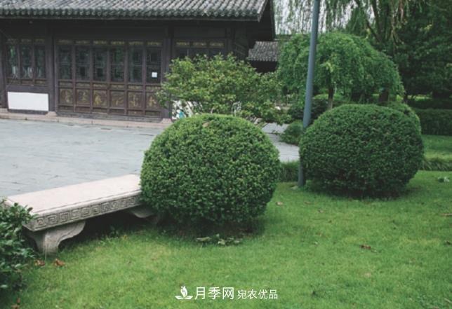 几款常见的园林景观苗木,配置在景观中很漂亮(图6) 几款常见的园林景观苗木,配置在景观中很漂亮(图6)