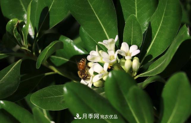 几款常见的园林景观苗木,配置在景观中很漂亮(图8) 几款常见的园林景观苗木,配置在景观中很漂亮(图8)