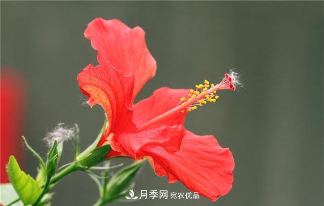 花只能开一季?这7种花四季都能赏花,月季花不可缺(图5) 花只能开一季?这7种花四季都能赏花,月季花不可缺(图5)
