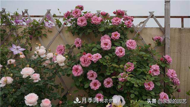 这样养殖月季,开花多多,不懂的朋友可以来看看讲解(图3) 这样养殖月季,开花多多,不懂的朋友可以来看看讲解(图3)