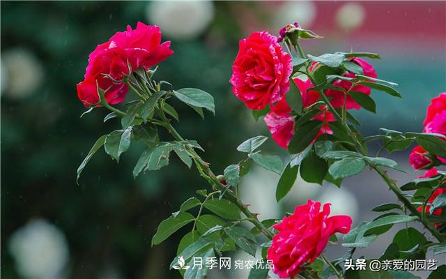 这样养殖月季,开花多多,不懂的朋友可以来看看讲解(图5) 这样养殖月季,开花多多,不懂的朋友可以来看看讲解(图5)