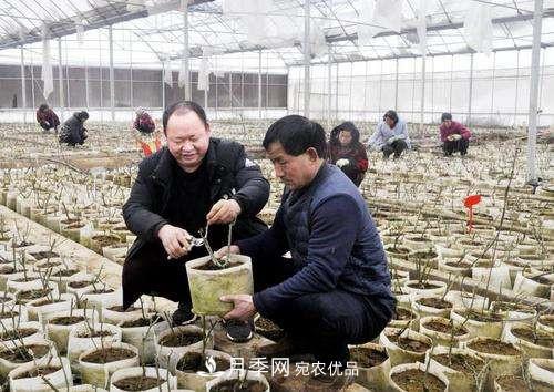 南阳月季集团总经理李付昌——月季大观园里的拓荒者(图2)