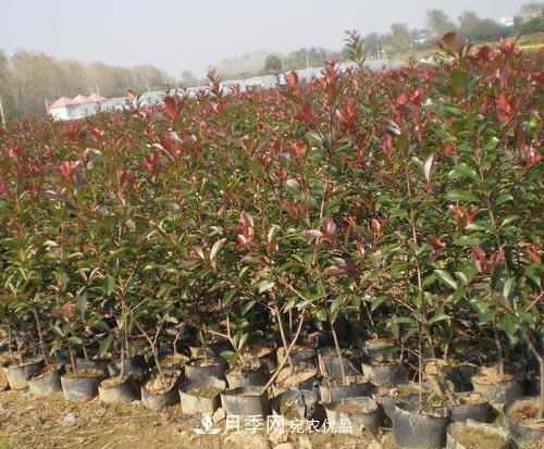 苗木生产标准化  “容器苗”是不可阻挡的趋势(图1)