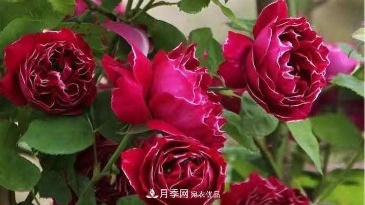月季花的养殖要点(图1)