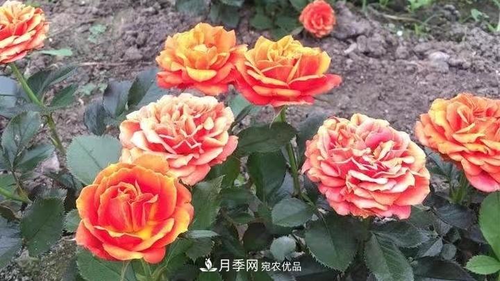 月季花的养殖要点(图2)