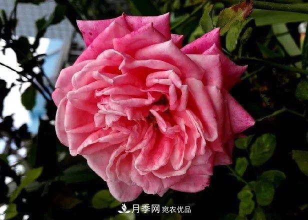 17种中国古老月季大集合,花大色艳,看看你认识多少?(图3) 汇集17种中国古老月季,让中国月季流传下来(图3)