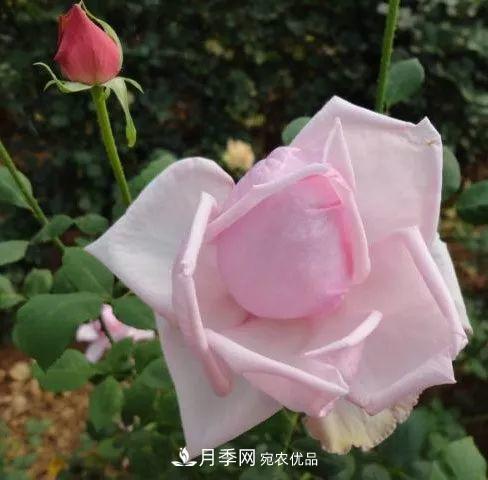 17种中国古老月季大集合,花大色艳,看看你认识多少?(图11) 汇集17种中国古老月季,让中国月季流传下来(图9)