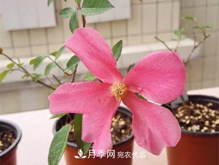 17种中国古老月季大集合,花大色艳,看看你认识多少?(图10) 汇集17种中国古老月季,让中国月季流传下来(图8)