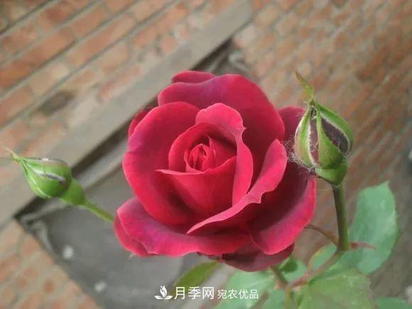 17种中国古老月季大集合,花大色艳,看看你认识多少?(图12) 汇集17种中国古老月季,让中国月季流传下来(图10)