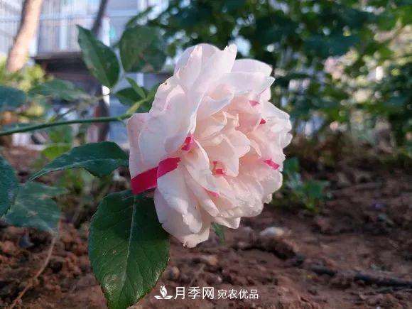 17种中国古老月季大集合,花大色艳,看看你认识多少?(图9) 汇集17种中国古老月季,让中国月季流传下来(图7)