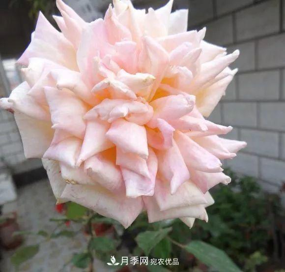 17种中国古老月季大集合,花大色艳,看看你认识多少?(图17) 汇集17种中国古老月季,让中国月季流传下来(图15)