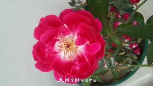 17种中国古老月季大集合,花大色艳,看看你认识多少?(图16) 汇集17种中国古老月季,让中国月季流传下来(图14)