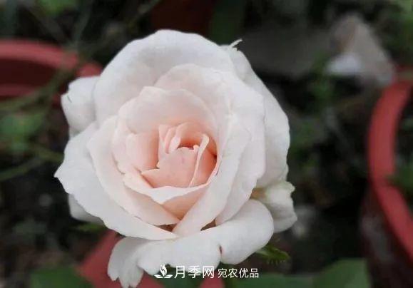 17种中国古老月季大集合,花大色艳,看看你认识多少?(图15) 汇集17种中国古老月季,让中国月季流传下来(图13)