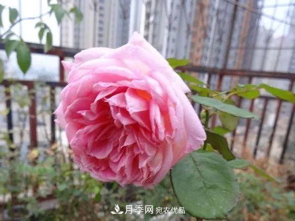 17种中国古老月季大集合,花大色艳,看看你认识多少?(图13) 汇集17种中国古老月季,让中国月季流传下来(图11)