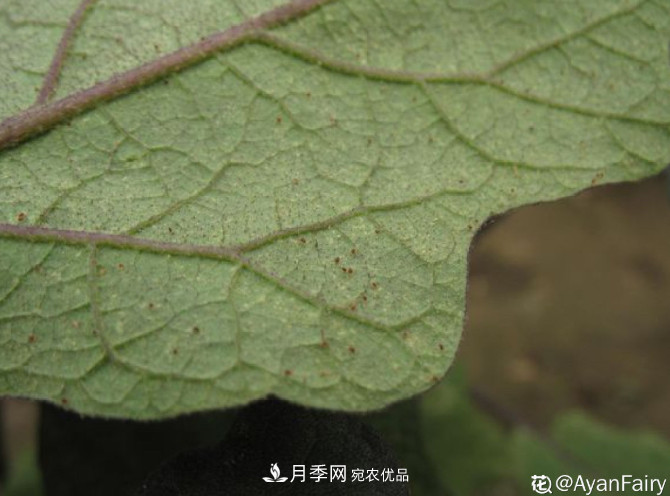 月季常见7大虫害，防治方法都在这里了，收藏起来(图4)