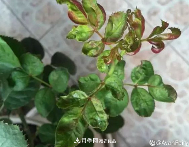 月季常见7大虫害，防治方法都在这里了，收藏起来(图5)