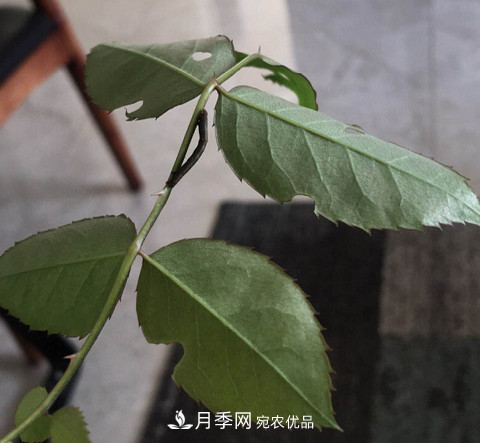 月季常见7大虫害，防治方法都在这里了，收藏起来(图10)