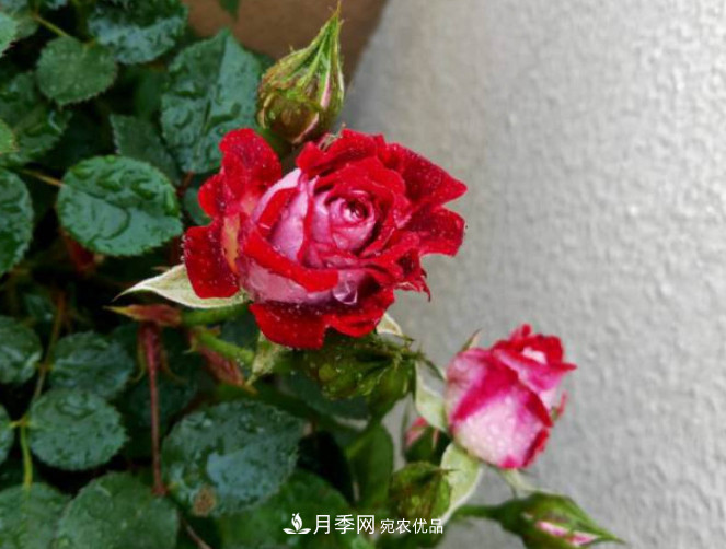 月季常见7大虫害，防治方法都在这里了，收藏起来(图9)