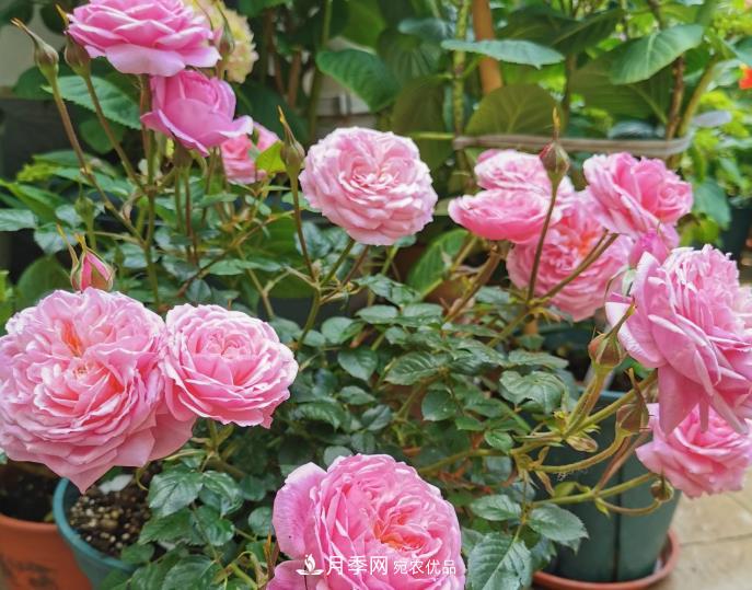 月季常见7大虫害,防治方法都在这里了,收藏起来(图1) 月季常见7大虫害,防治方法都在这里了,收藏起来(图1)