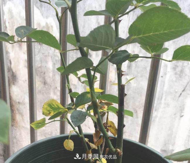 月季常见7大虫害,防治方法都在这里了,收藏起来(图6) 月季常见7大虫害,防治方法都在这里了,收藏起来(图6)