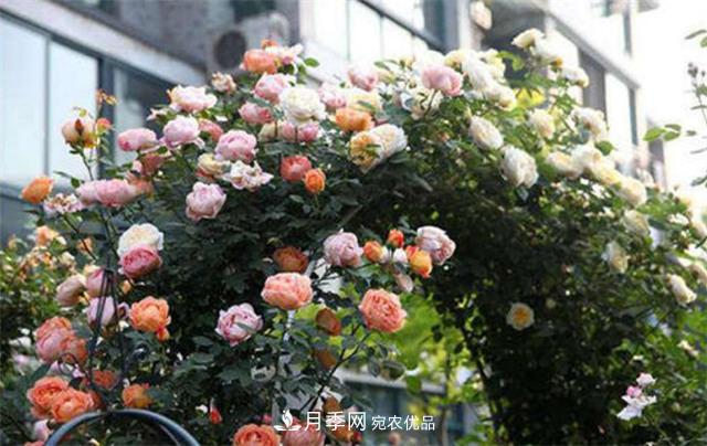 大户人家用6种方法养造型月季,美观大气上档次(图1) 大户人家用6种方法养造型月季,美观大气上档次(图1)