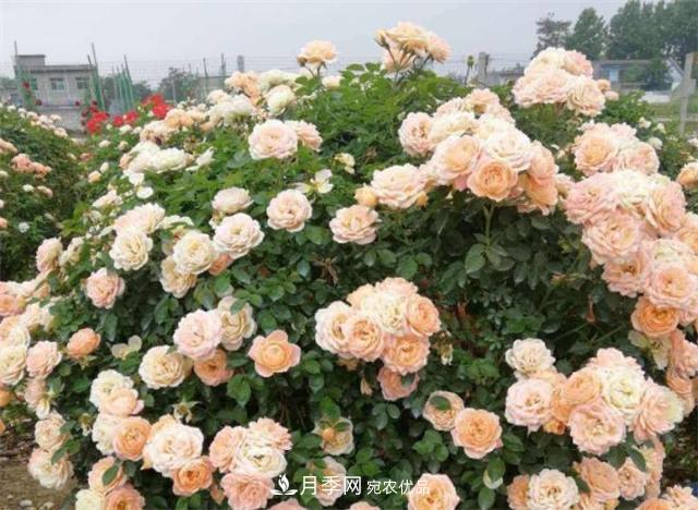 大户人家用6种方法养造型月季,美观大气上档次(图6) 大户人家用6种方法养造型月季,美观大气上档次(图6)