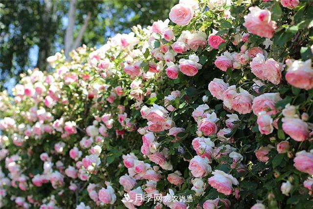 大户人家用6种方法养造型月季,美观大气上档次(图7) 大户人家用6种方法养造型月季,美观大气上档次(图7)