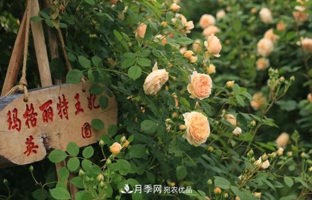 耐看的10种月季推荐：非常养眼，你养过几种(图3)