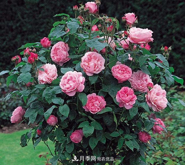 中国不同区域适合培养哪些月季种类?(图1) 中国不同区域适合培养哪些月季种类?(图1)