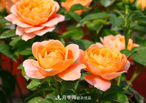 月季品种如何选择？(图1)