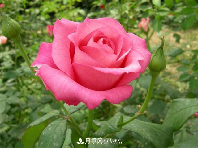 四季红月季的培栽技术(图1)