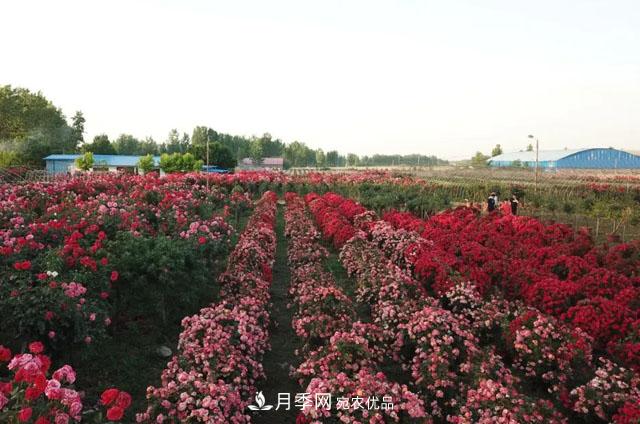 南阳月季：唐河县圆满完成月季“三个一”工程建设任务(图6)