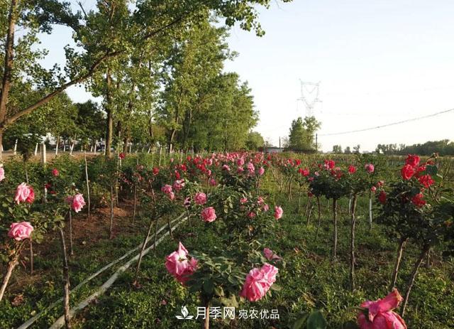 南阳月季：唐河县圆满完成月季“三个一”工程建设任务(图4)
