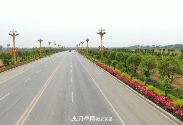 南阳月季：唐河县圆满完成月季“三个一”工程建设任务(图5)