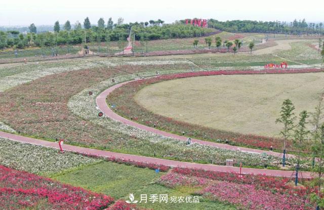 南阳月季：唐河县圆满完成月季“三个一”工程建设任务(图1)