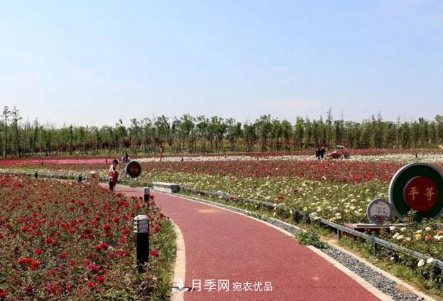 南阳月季：唐河县圆满完成月季“三个一”工程建设任务(图3)