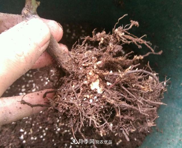 月季花的根系越养越差,难道是因为不会养?(图1) 月季花的根系越养越差,难道是因为不会养?(图1)