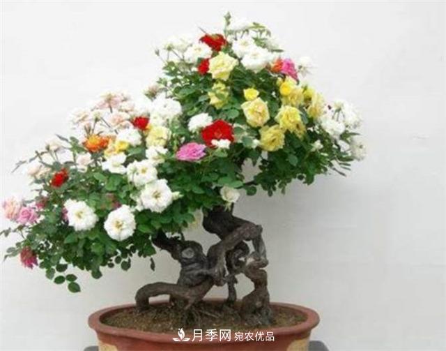 树桩盆景月季四季施肥三要点(图1)