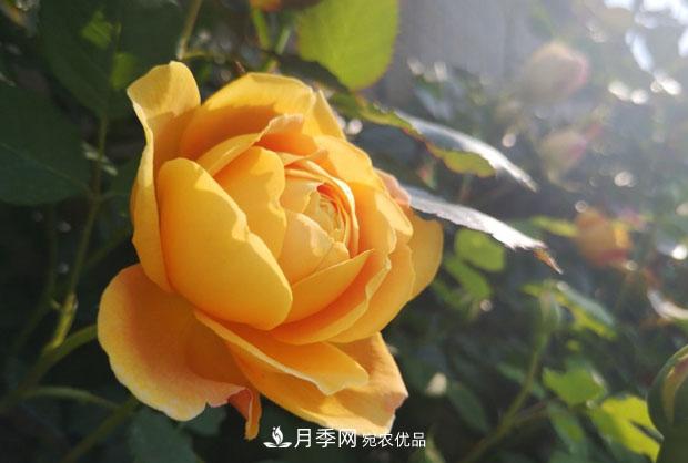 月季枝条折了怎么办?别急着剪,这么做救回来(图1) 月季枝条折了怎么办?别急着剪,这么做救回来(图1)