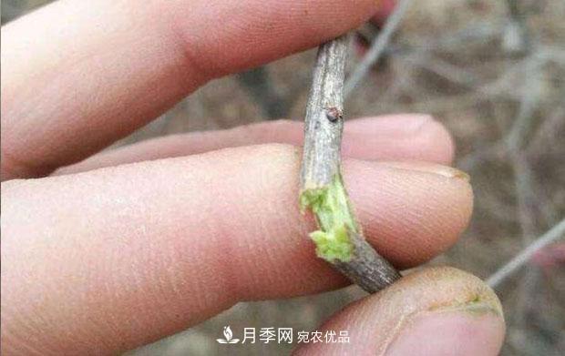 月季枝条折了怎么办?别急着剪,这么做救回来(图2) 月季枝条折了怎么办?别急着剪,这么做救回来(图2)