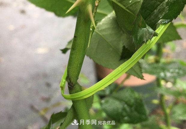 月季枝条折了怎么办?别急着剪,这么做救回来(图3) 月季枝条折了怎么办?别急着剪,这么做救回来(图3)