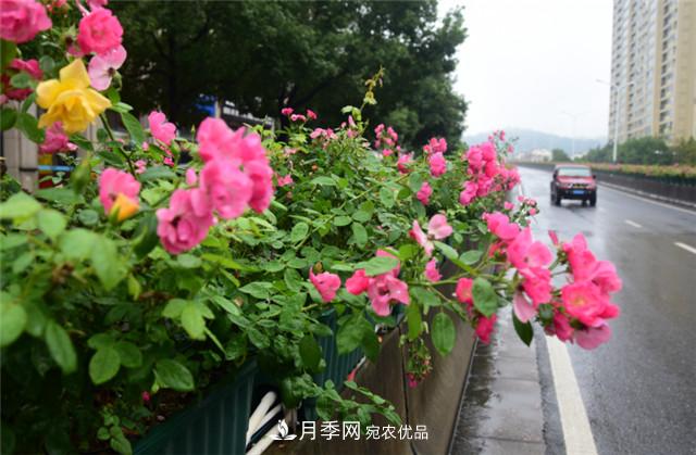 浙江建德新安江城区月季绽放 扮靓大美市容(图1)