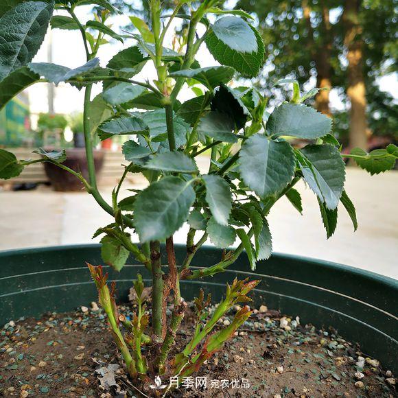 果汁阳台月季好养吗，一年开几次花？(图2)