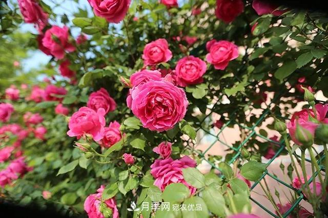 常见月季品种简介大全(图1) 常见月季品种简介大全(图1)