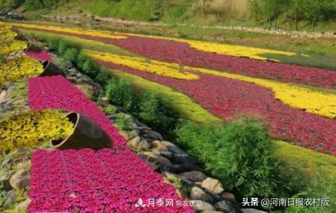 河南省汝阳县付店镇“伏牛山第一届高山菊花节”精彩亮相(图1)