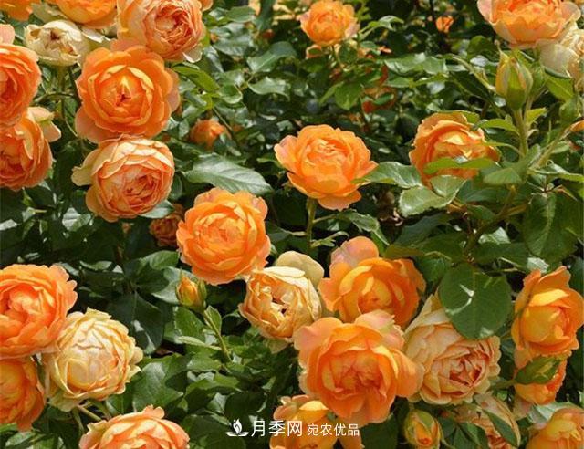 网购月季应该怎么种植?月季移栽后出现黄叶、枯萎是什么原因呢?(图1) 网购月季应该怎么种植?月季移栽后出现黄叶、枯萎是什么原因呢?(图1)